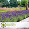 Plant in a Box - Lavandula angustifolia - Set van 12 - Winterharde Lavendel struikjes - Pot 10,5cm - Hoogte 10-15cm
