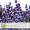 Plant in a Box - Lavandula angustifolia - Set van 12 - Winterharde Lavendel struikjes - Pot 10,5cm - Hoogte 10-15cm