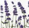 Plant in a Box - Lavandula angustifolia - Set van 12 - Winterharde Lavendel struikjes - Pot 10,5cm - Hoogte 10-15cm