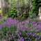 Plant in a Box - Lavandula angustifolia - Set van 12 - Winterharde Lavendel struikjes - Pot 10,5cm - Hoogte 10-15cm