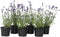 Plant in a Box - Lavandula angustifolia - Set van 12 - Winterharde Lavendel struikjes - Pot 10,5cm - Hoogte 10-15cm