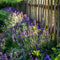 Plant in a Box - Lavandula angustifolia - Set van 12 - Winterharde Lavendel struikjes - Pot 10,5cm - Hoogte 10-15cm