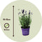 Plant in a Box - Lavandula angustifolia - Set van 12 - Winterharde Lavendel struikjes - Pot 10,5cm - Hoogte 10-15cm