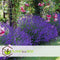 Plant in a Box - Lavandula angustifolia - Set van 12 - Winterharde Lavendel struikjes - Pot 10,5cm - Hoogte 10-15cm
