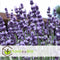 Plant in a Box - Lavandula angustifolia - Set van 12 - Winterharde Lavendel struikjes - Pot 10,5cm - Hoogte 10-15cm