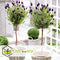 Plant in a Box - Lavandula stoechas 'Anouk' - Set van 2 - Lavendelboom - Pot 15cm - Hoogte 45-55cm - Winterhard - Tuinplanten