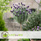 Plant in a Box - Lavandula stoechas 'Anouk' - Set van 2 - Lavendelboom - Pot 15cm - Hoogte 45-55cm - Winterhard - Tuinplanten