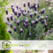 Plant in a Box - Lavandula stoechas 'Anouk' - Set van 2 - Lavendelboom - Pot 15cm - Hoogte 45-55cm - Winterhard - Tuinplanten