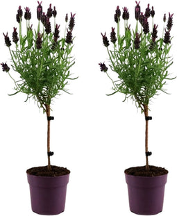 Plant in a Box - Lavendel - 2 stuks - Lavandula stoechas 'Anouk' - Hoogte 30-40cm - ⌀12cm - Potplant - Groen