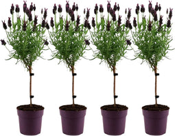 Plant in a Box - Lavendel - 4 stuks - Lavandula stoechas 'Anouk' - Hoogte 30-40cm - ⌀12cm
