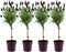 Plant in a Box - Lavendel - 4 stuks - Lavandula stoechas 'Anouk' - Hoogte 30-40cm - ⌀12cm