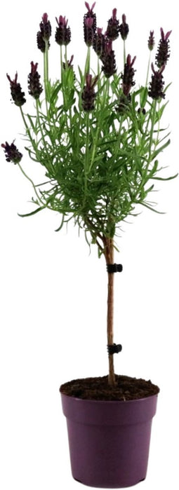 Plant in a Box - Lavendel - Lavandula stoechas 'Anouk' - Hoogte 30-40cm - ⌀12cm - Potplant - Groen