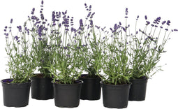 Plant in a Box - Lavendel - Set van 6 - Winterharde Lavendel struikjes - Pot 10.5cm - Hoogte 10-15cm