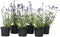 Plant in a Box - Lavendel - Set van 6 - Winterharde Lavendel struikjes - Pot 10.5cm - Hoogte 10-15cm