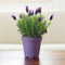 Plant in a Box - Lavendel - Set van 6 - Winterharde Lavendel struikjes - Pot 10.5cm - Hoogte 10-15cm