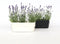 Plant in a Box - Lavendel - Set van 6 - Winterharde Lavendel struikjes - Pot 10.5cm - Hoogte 10-15cm
