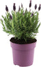 Plant in a Box - Lavendelstruik - Lavandula stoechas 'Anouk' - Hoogte 25-35cm - ⌀15cm