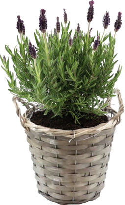 Plant in a Box - Lavendelstruik - Lavandula stoechas 'Anouk' - Hoogte 25-35cm - ⌀15cm