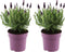 Plant in a Box - Lavendelstruik - Set van 2 - Lavandula stoechas 'Anouk' - Hoogte 25-35cm - ⌀15cm