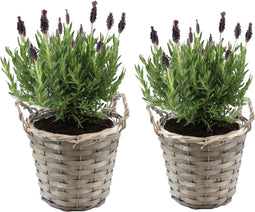Plant in a Box - Lavendelstruik - Set van 2 - Lavandula stoechas 'Anouk' - Hoogte 25-35cm - ⌀15cm