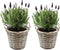 Plant in a Box - Lavendelstruik - Set van 2 - Lavandula stoechas 'Anouk' - Hoogte 25-35cm - ⌀15cm