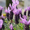 Plant in a Box - Lavendelstruik - Set van 2 - Lavandula stoechas 'Anouk' - Hoogte 25-35cm - ⌀15cm