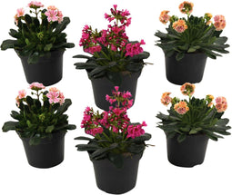 Plant in a Box - Lewisia cotyledon 'Bitterkruid' - Mengsel van 6 - Roze, Oranje, Paars - Bloeiende tuinplant - Winterhard - Pot 10cm - Hoogte 10-20cm
