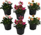 Plant in a Box - Lewisia cotyledon 'Bitterkruid' - Mengsel van 6 - Roze, Oranje, Paars - Bloeiende tuinplant - Winterhard - Pot 10cm - Hoogte 10-20cm