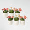 Plant in a Box - Lewisia cotyledon 'Bitterkruid' - Mengsel van 6 - Roze, Oranje, Paars - Bloeiende tuinplant - Winterhard - Pot 10cm - Hoogte 10-20cm