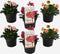 Plant in a Box - Lewisia cotyledon 'Bitterkruid' - Mengsel van 6 - Roze, Oranje, Paars - Bloeiende tuinplant - Winterhard - Pot 10cm - Hoogte 10-20cm