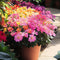 Plant in a Box - Lewisia cotyledon 'Bitterkruid' - Mengsel van 6 - Roze, Oranje, Paars - Bloeiende tuinplant - Winterhard - Pot 10cm - Hoogte 10-20cm