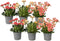 Plant in a Box - Lewisia cotyledon 'Bitterkruid' - Mengsel van 6 - Roze, Oranje, Paars - Bloeiende tuinplant - Winterhard - Pot 10cm - Hoogte 10-20cm