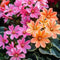 Plant in a Box - Lewisia cotyledon 'Bitterkruid' - Mengsel van 6 - Roze, Oranje, Paars - Bloeiende tuinplant - Winterhard - Pot 10cm - Hoogte 10-20cm