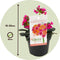 Plant in a Box - Lewisia cotyledon 'Bitterkruid' - Mengsel van 6 - Roze, Oranje, Paars - Bloeiende tuinplant - Winterhard - Pot 10cm - Hoogte 10-20cm