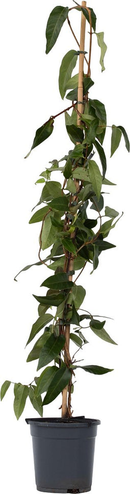 Plant in a Box - Lonicera henryi 'Copper Beauty' - Kamperfoelie - Tuinplant - Klimplant - Geel - ⌀17cm - Hoogte 110-120cm