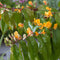 Plant in a Box - Lonicera henryi 'Copper Beauty' - Kamperfoelie - Tuinplant - Klimplant - Geel - ⌀17cm - Hoogte 110-120cm
