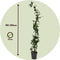 Plant in a Box - Lonicera henryi 'Copper Beauty' - Kamperfoelie - Tuinplant - Klimplant - Geel - ⌀17cm - Hoogte 110-120cm