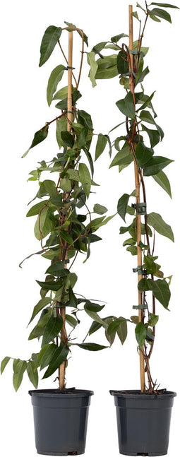 Plant in a Box - Lonicera henryi 'Copper Beauty' - Set van 2 - Kamperfoelie - Tuinplant - Klimplant - Geel - ⌀17cm - Hoogte 110-120cm