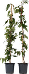 Plant in a Box - Lonicera henryi 'Copper Beauty' - Set van 2 - Kamperfoelie - Tuinplant - Klimplant - Geel - ⌀17cm - Hoogte 110-120cm