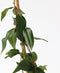 Plant in a Box - Lonicera henryi 'Copper Beauty' - Set van 2 - Kamperfoelie - Tuinplant - Klimplant - Geel - ⌀17cm - Hoogte 110-120cm