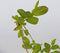 Plant in a Box - Lonicera kamtchatica - Set van 3 - Honingbes - Vruchtdragende heester - Zelf bestuivend - Pot 9cm - Hoogte 25-40cm