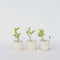 Plant in a Box - Lonicera kamtchatica - Set van 3 - Honingbes - Vruchtdragende heester - Zelf bestuivend - Pot 9cm - Hoogte 25-40cm