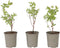 Plant in a Box - Lonicera kamtchatica - Set van 3 - Honingbes - Vruchtdragende heester - Zelf bestuivend - Pot 9cm - Hoogte 25-40cm