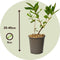 Plant in a Box - Lonicera kamtchatica - Set van 3 - Honingbes - Vruchtdragende heester - Zelf bestuivend - Pot 9cm - Hoogte 25-40cm
