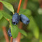 Plant in a Box - Lonicera kamtchatica - Set van 6 - Honingbes - Vruchtdragende heester - Zelf bestuivend - Pot 9cm - Hoogte 25-40cm