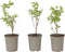 Plant in a Box - Lonicera kamtchatica - Set van 6 - Honingbes - Vruchtdragende heester - Zelf bestuivend - Pot 9cm - Hoogte 25-40cm