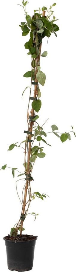 Plant in a Box - Lonicera x Heckrotti American Beauty - Kamperfoelie - Klimplant - Winterhard - Pot 17cm - Hoogte 110-120cm