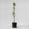 Plant in a Box - Lonicera x Heckrotti American Beauty - Kamperfoelie - Klimplant - Winterhard - Pot 17cm - Hoogte 110-120cm