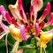 Plant in a Box - Lonicera x Heckrotti American Beauty - Kamperfoelie - Klimplant - Winterhard - Pot 17cm - Hoogte 110-120cm