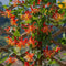 Plant in a Box - Lonicera x Heckrotti American Beauty - Kamperfoelie - Klimplant - Winterhard - Pot 17cm - Hoogte 110-120cm